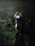 The Veilseer